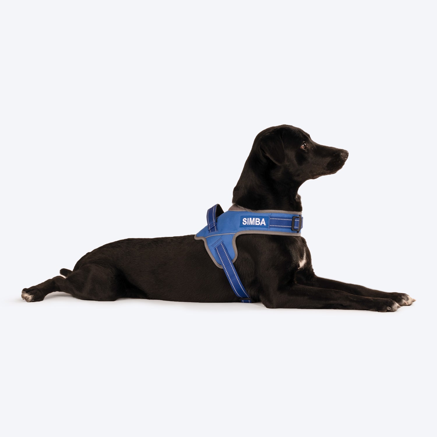 HUFT Easy On Dog Harness - Blue (Can be Personalised) - Heads Up For Tails