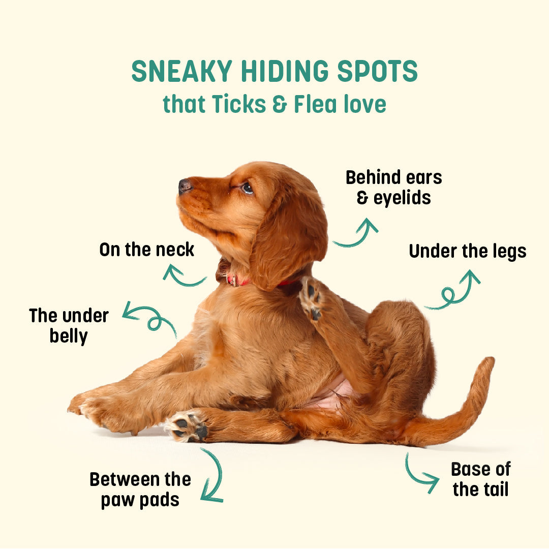 HUFT Natural Anti Tick and Flea Powder for Dogs & Cats - 100 g - Heads Up For Tails